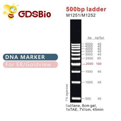 Échelle classique M1251/M1252 d'échelles et de marqueurs 500bp d'ADN