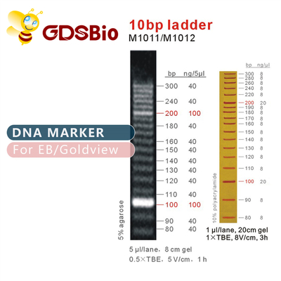 marqueur d'ADN de l'échelle 10bp M1011 (50μg) /M1012 (50μg×5)