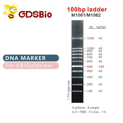 marqueur d'ADN de l'échelle 100bp M1061 (50μg) /M1062 (50μg×5)