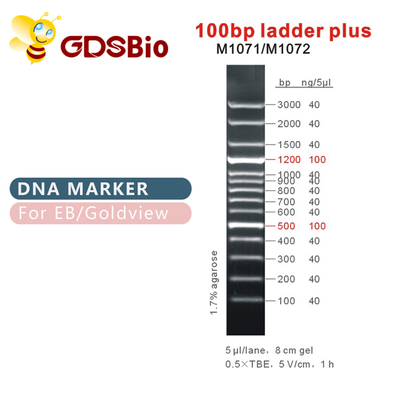 échelle 100bp plus le marqueur d'ADN M1071 (50μg) /M1072 (50μg×5)