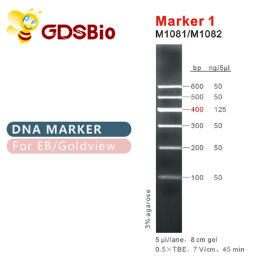Échelle d'ADN du marqueur 1 M1081 (50μg) /M1082 (50μg×5)