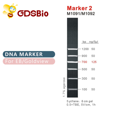 Échelle d'ADN du marqueur 2 M1091 (50μg) /M1092 (50μg×5)