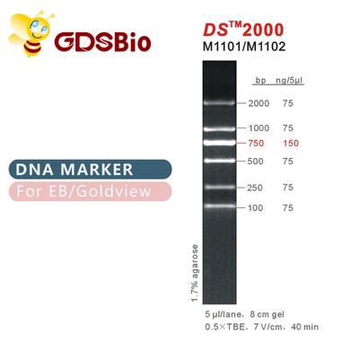 Échelle 2000 de marqueur d'ADN de DS M1101 (50μg) /M1012 (50μg×5)