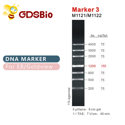 Échelle M1121 (50μg) /M1122 (5×50μg) d'ADN du marqueur 3