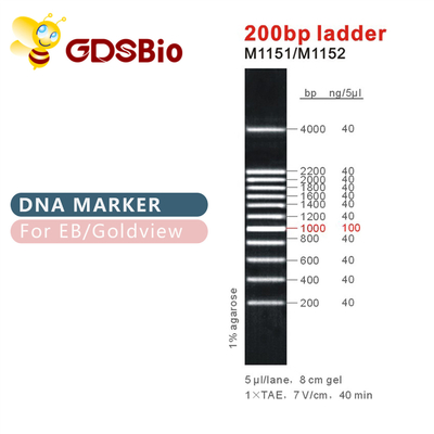 200bp marqueur M1151 (50μg) /M1152 (5×50μg) d'ADN de l'échelle