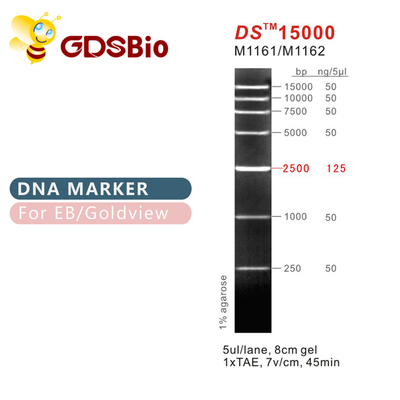 DS15000 échelle M1161 (50μg) /M1162 (5×50μg) de marqueur d'ADN