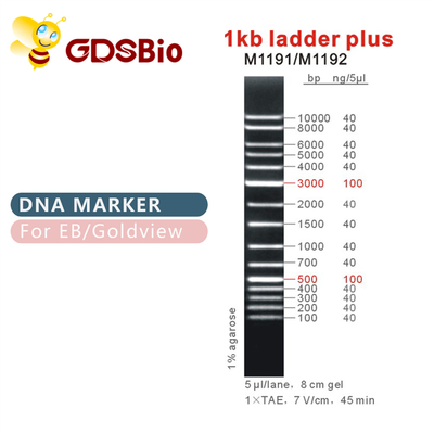 échelle 1kb plus 1000bp le marqueur M1191 (50μg) /M1192 (5×50μg) d'ADN