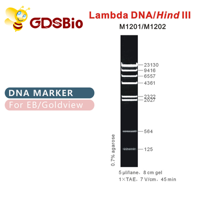 λDNA/échelleⅢ de derrière M1201 (50μg) /M1202 (5×50μg) de marqueur d'ADN