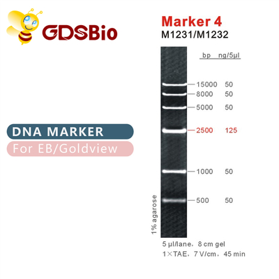 Échelle M1231 (50μg) /M1232 (5×50μg) d'ADN du marqueur 4
