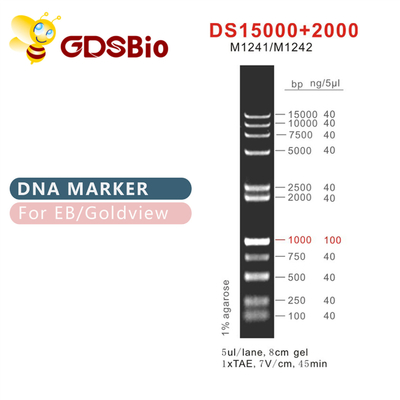 Échelle M1241 (50μg) /M1242 (5×50μg) de marqueur d'ADN de DS 15000+2000