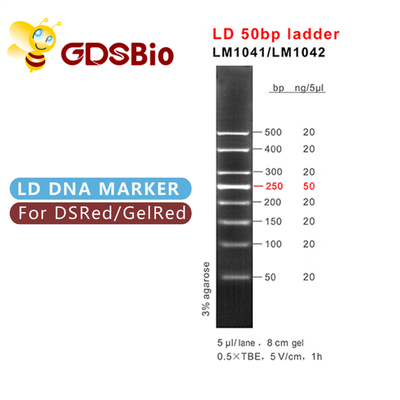 Échelle de marqueur d'électrophorèse de gel de LM1041 GDSBio LD 50bp