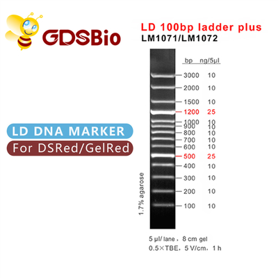 60 échelle des préparations LD 100bp plus l'électrophorèse de marqueur d'ADN