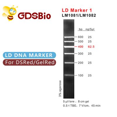 Électrophorèse bleue de marqueur d'ADN du marqueur 1 de l'aspect LD