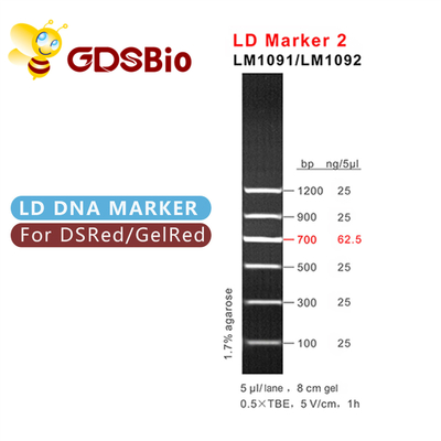 Marqueur 2 de LD électrophorèse GDSBio de marqueur d'ADN de 60 préparations