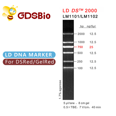 Électrophorèse 2000 de gel de marqueur d'ADN des réactifs LD DS de grande pureté 60 préparations