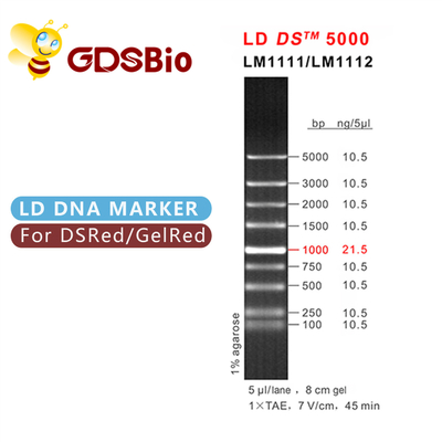 Aspect bleu d'électrophorèse de marqueur d'ADN de GDSBio LD DS 5000