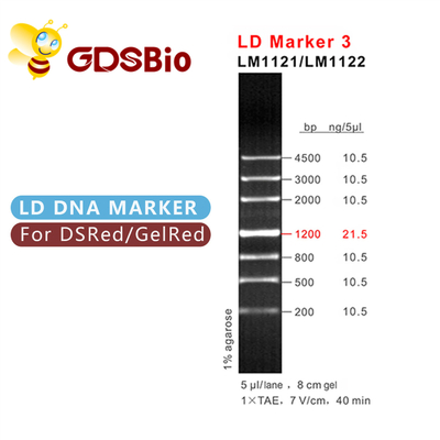 Électrophorèse d'échelle d'ADN du marqueur 3 de LD 60 réactifs de grande pureté de préparations