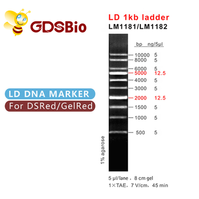 Marqueur d'ADN de l'échelle 1000bp de LD 1kb LM1181 (50 préparations) /LM1182 (50 preps×5)
