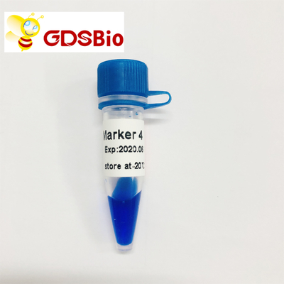 Échelle d'ADN du marqueur 4 de LD LM1231 (50 préparations) /LM1232 (50 preps×5)