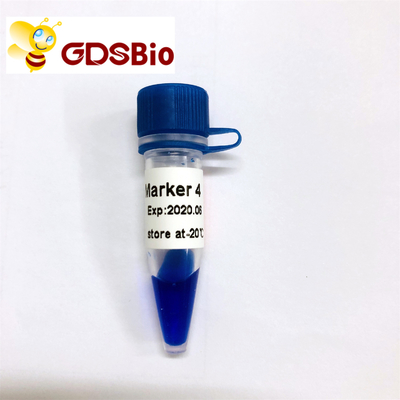 Échelle d'ADN du marqueur 4 de LD LM1231 (50 préparations) /LM1232 (50 preps×5)
