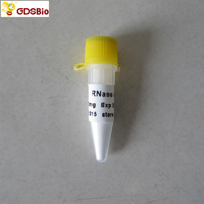 RNase diagnostique in vitro de produits de mg N9046 100 une poudre