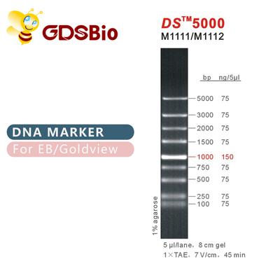 marqueur d'électrophorèse d'ADN de 1000bp DS 5000, échelle d'ADN pour le gel d'ARN