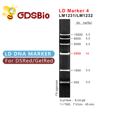 50 marqueurs de taille d'ADN de GDSBio de préparations gélifient le marqueur 4 de l'électrophorèse LD