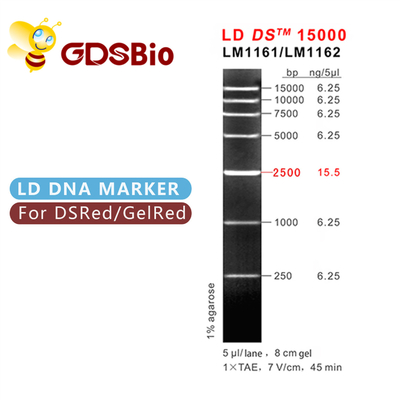 Électrophorèse de marqueur d'ADN de DS LD 15000bp 15kb 50 préparations