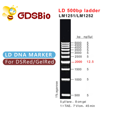 électrophorèse de gel d'échelle d'ADN de 500bp LD 60 préparations
