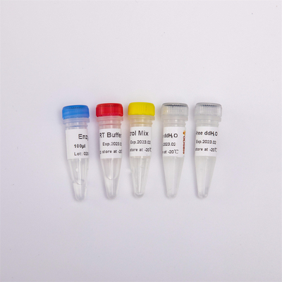 Le premier mélange de la synthèse RT-PCR du brin CDNA de R1031 GDSBio pour QPCR a prémélangé des réactifs d'ACP de Transcriptase d'inverse d'ARN